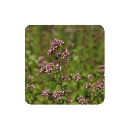 Huile-essentielle-Origan-à-inflorescences-compactes---10-ml Paiement Sécurisé Huile essentielle Origan à inflorescences compactes - 10 ml