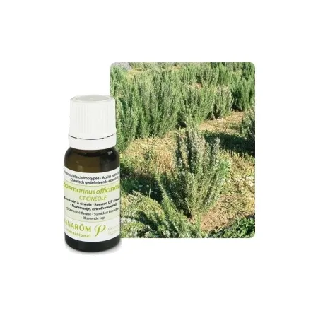 Huile-essentielle-Romarin-à-cinéole---10-ml Livraison Mondiale Huile essentielle Romarin à cinéole - 10 ml
